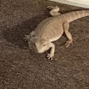 Meet your Posher, William